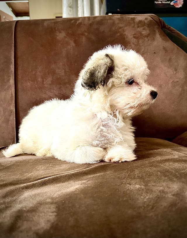 Bichon maltais en vente