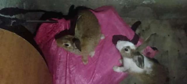 Vente de lapin