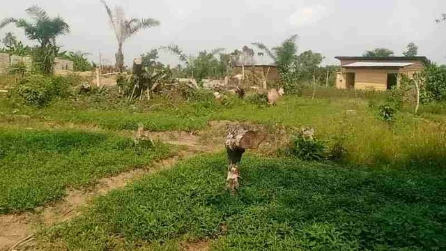 Terrain