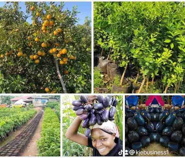 Service de création des vergers et jardin Au Cameroun