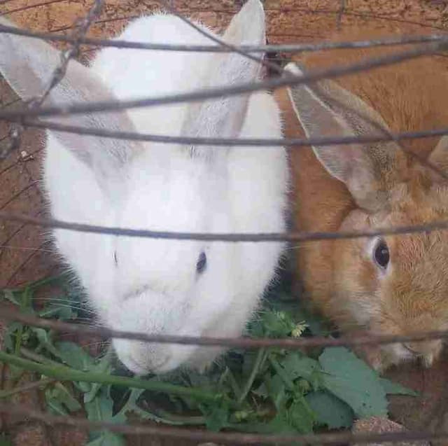 Lapins