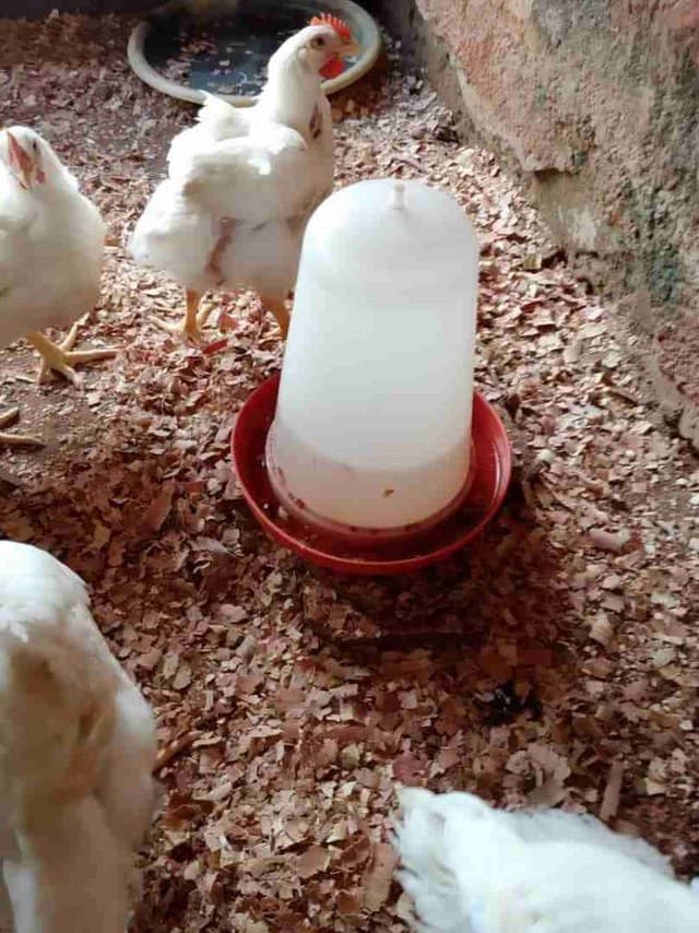 Poulet 🐔