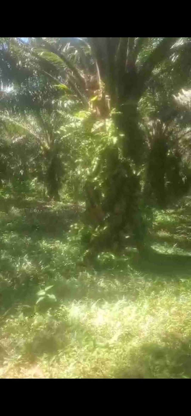 Plantation de palmier