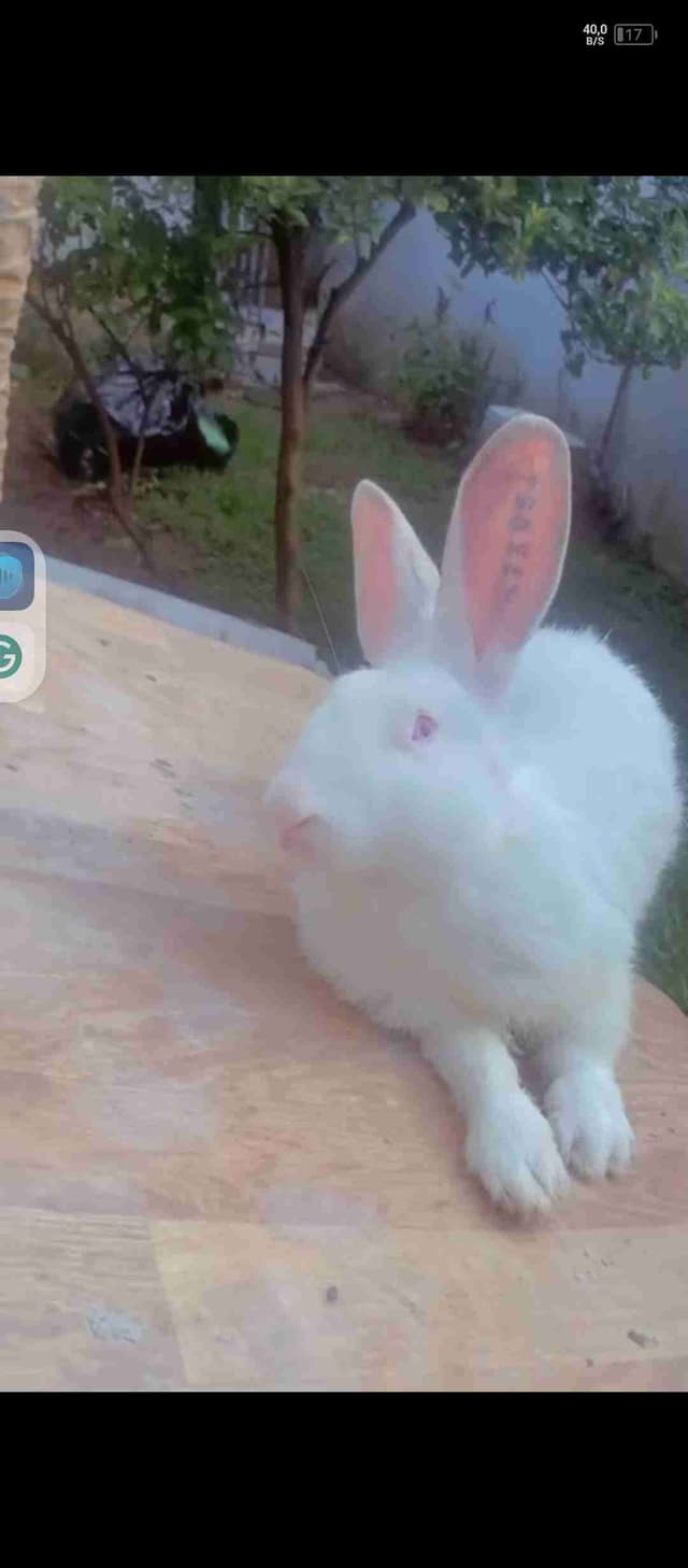 Lapins de race en vente  géant de Bouscat race importé