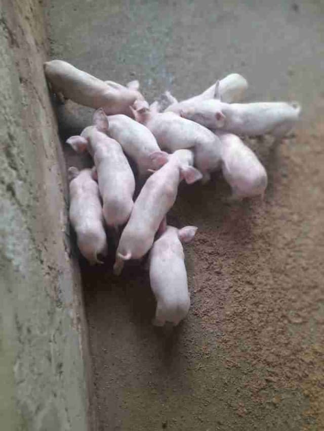 Vente de porcelets