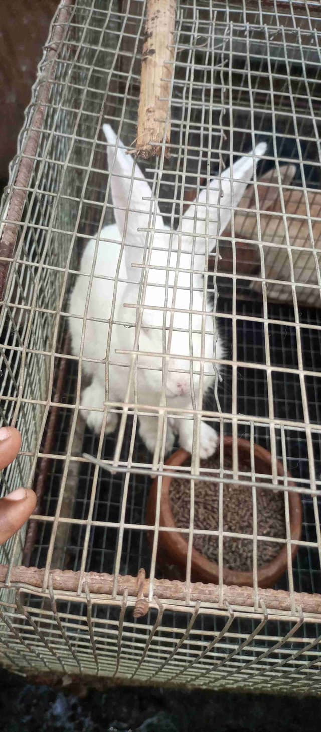 Lapin consommable