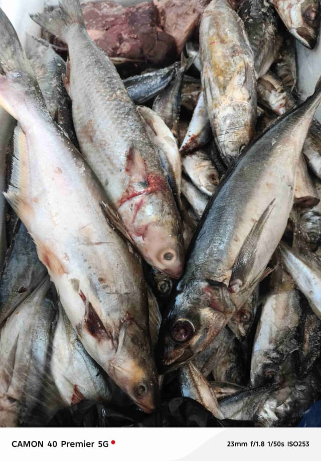 "Offre Spéciale : Poissons Frais à Petits Prix !"