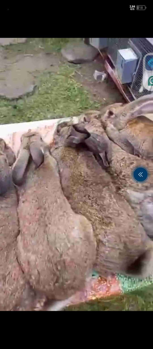 Lapin demi sang géant des Flandre père importé