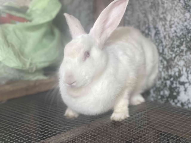 Vente de lapin