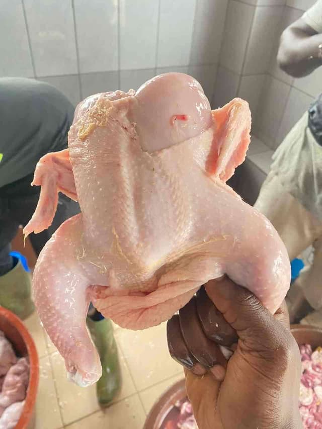 Poulet frais disponible
