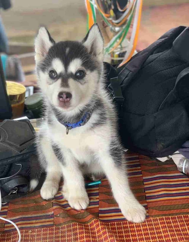 Chiots husky pur sang disponible.