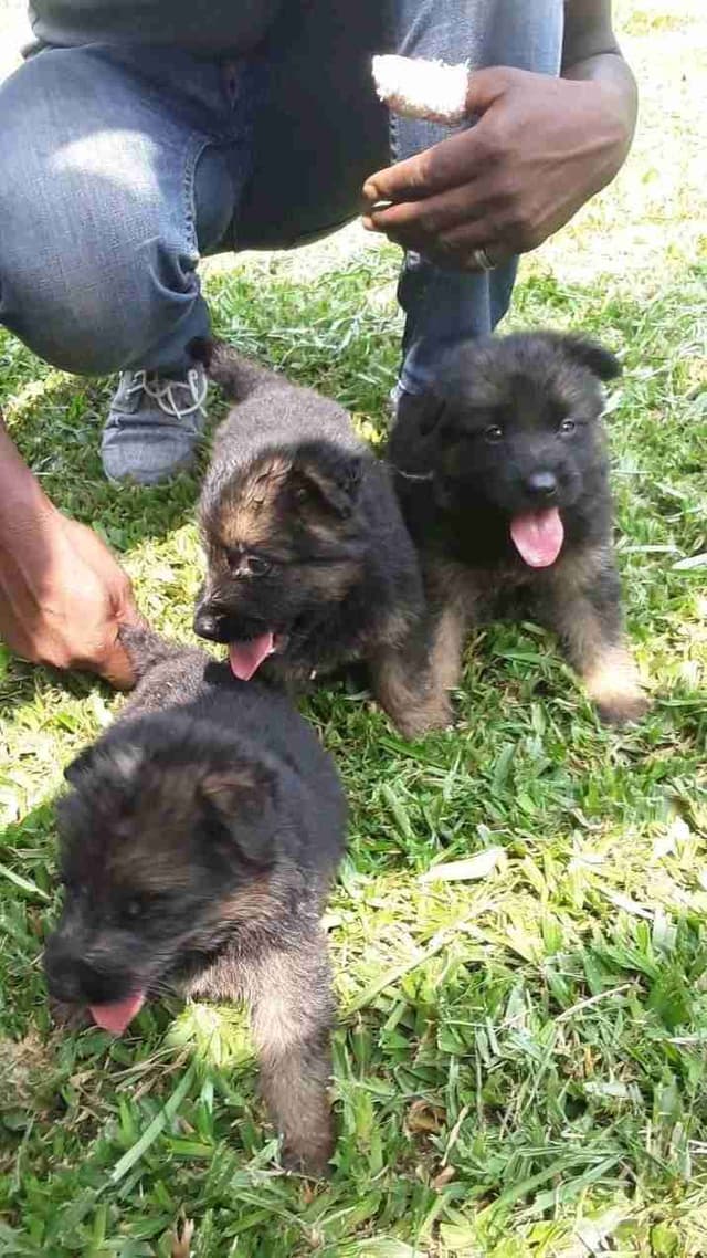 Chiots berger allemand pure sang disponible