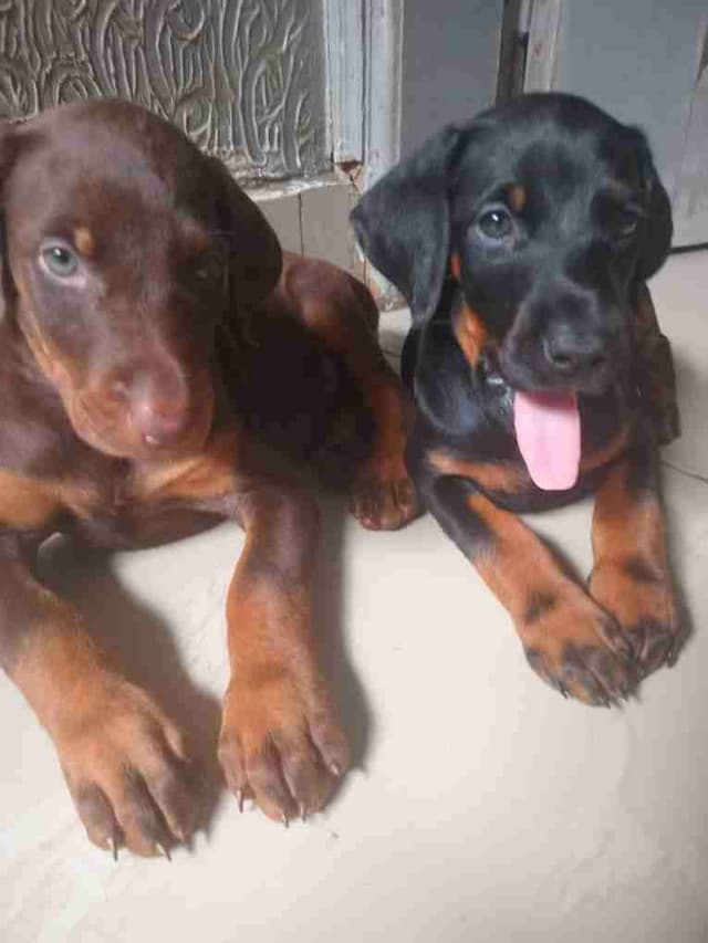 Chiots doberman pur sang disponible
