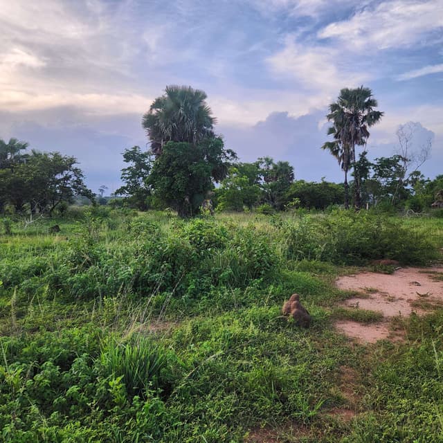 Vente de 500m2 à Yamoussoukro
