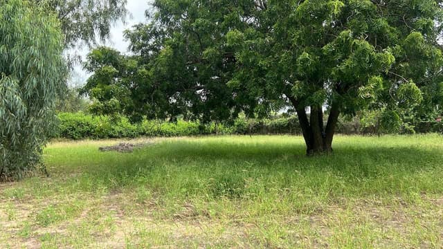 Terrain  de 1000 mètres carrés à vendre à Warang  Sénégal
