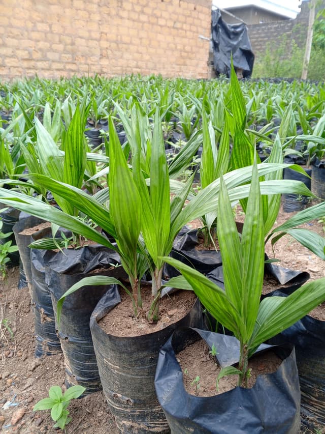 CRÉATION DE PLANTATION ET VENTE DE PÉPINIÈRE DE PALMIER À HUILE