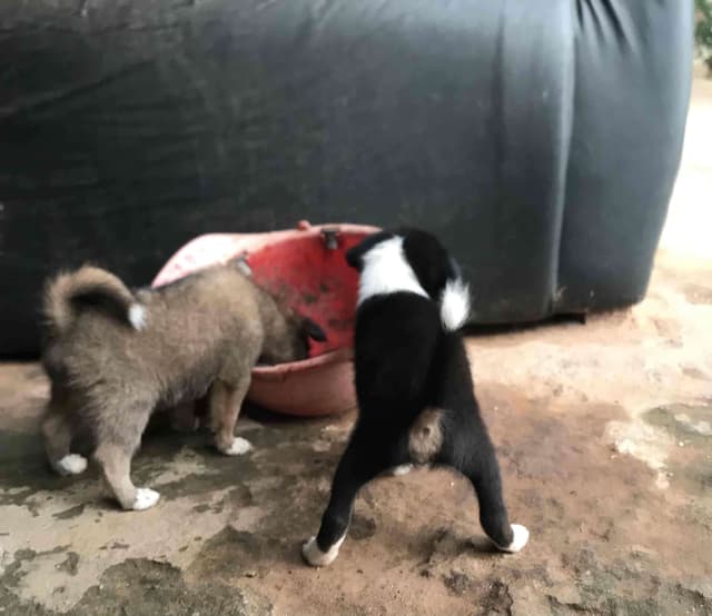 Chiots