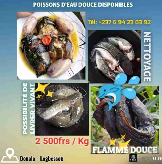 Les poissons silures d'eau douce.