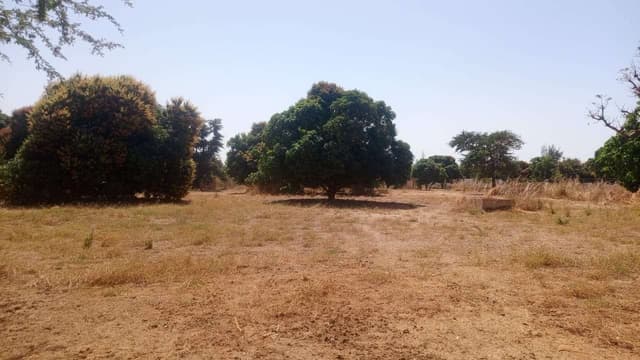 Terrain de 8000 mètres carrés à vendre à warang sénégal