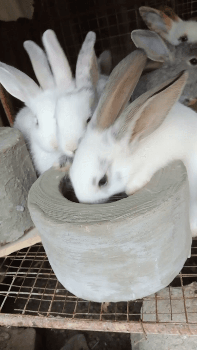 vente des mangeoires solide et anti gaspillage d'aliment pour les lapins